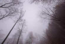 Lücken im Kronendach