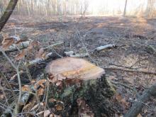 05_ Mosigk. Heide1 B. Rac 2021