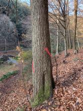 Zur Fällung markierter Laubbaum im Mühltal
