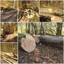 &quot;Waldpflegearbeiten&quot;