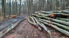 Polter junger Buchenstämme neben stark ausgefahrenem, ehemals schmalem Waldweg.