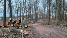 Weg mit mehreren Poltern von Eichen und Buchen. Die Zerstörung ist besonders auffällig, wenn man von der Rostocker Straße aus Richtung Vogelweh in den Wald hinein läuft.