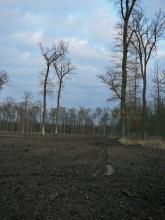 Per Ackerbau neue Forst-Versuchsfläche 3,5ha