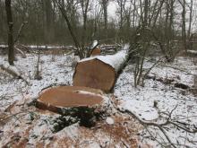 05_Wörlitz-Coswig B. Rac 02/21