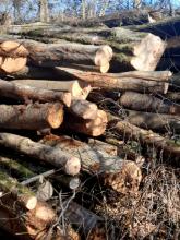 Links im Hang wurde alles abgeholzt. Bilder von den abgeschlagenen Bäume hab ich auch gemacht. Alle Bäume sind gesund