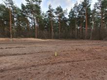 Wald weg-Stromtrasse kommt.