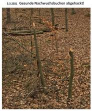 Abgehackte Jungbuchen 1