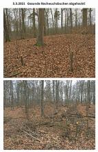 Abgehackte Jungbuchen 2