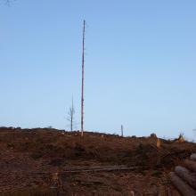 Kahlschlag einer von vielen