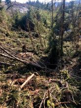 Das nicht verwertbare Astmaterial wird in den Hang unterhalb der Straße geschoben.