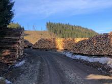 Die Holzpolter an der Wally-Eichhorn-Nelson-Hütte sind riesig und bestehen nicht nur aus Schadholz.