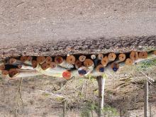 zweiter Stapel der gefällten Bäume