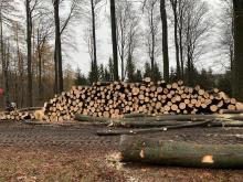 Holzeinschlag Buchen Finstersteige Heltersberg