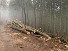 Holzeinschlag Buchen Finstersteige Heltersberg