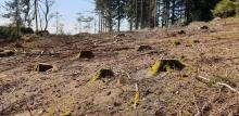 Kahlschlag wegen Holzernte