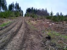 Abholzung und Wegeschaden