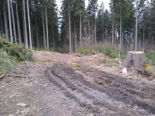 Holzernteschaden und Wegeschaden