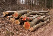 Buchen Brennholz aus dem NSG Steilhänge der Saar im März 2021