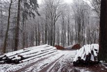 Käferholz im Winter