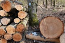 Apr21 Natura 2000 VSG Forstarbeiten 043.JPG