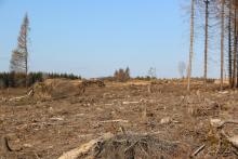 Ende der FORSTwirtschaft