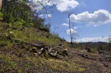 Buchenfällungen südliche Hanglage, Blick nach Osten, Tierstein, 73447 Oberkochen. 05.2021