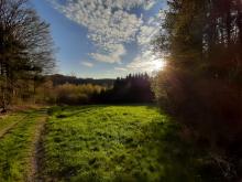 Wald und Grünfläche des Buschhausener Waldes