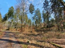 Ausgedünnter Schutzwald