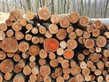 Baumstapel Harvester-Fällung Kranika Frühjahr 2021