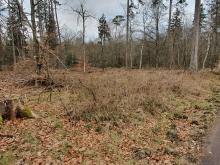 kahlgeschlagene Fläche