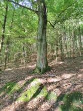 70 cm STammdurchmesser