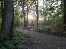 Die Entnahme weiterer Bäume und das Schlagen breiter Schneisen macht unseren Wald immer lichter