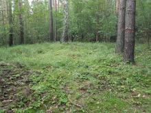 Der Wald ist längst so licht, dass auf seinem Boden Gras wächst - doch das Landesforstamt, meint, er müsse „aufgelichtet“ werden
