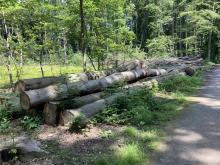 Bucheneinschlag aus dem Winter 2020/2021