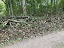 Einschlag junger Buchen 09/2021