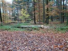 Alle etwas größeren Buchen sollen exportiert werden?