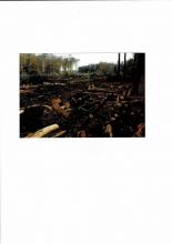 Stromtrasse zerstört Klimaschutzwald