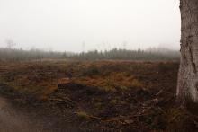 abgeholzte Fläche