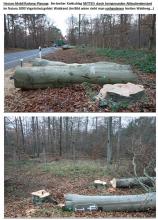 Bildmontage 1 ca. 180 Jahre alte kerngesunde Altbuche