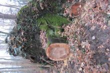 ...man hätte das Holz auch liegen lassen können...