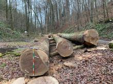 Eichen mit Stammdurchmesser von über 1m