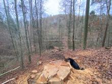 An der Basis hatte diese Eiche einen Stammdurchmesser von 140cm