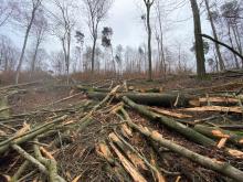 Laubbäume, überwiegend Buchen gefällt. Dies war mal ein intakter Laubwald mit vielen Mykorrizapartnern.