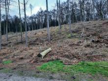 Teil der Abholzung Hohemarkenbusch