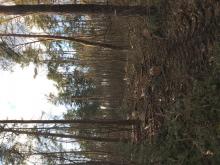 Beispiel einer Schneise