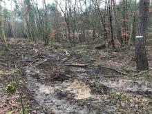 Vordergrund Schneise, im Hintergrund entnommene Bäume