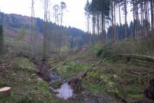 Fällungen werden noch ausgeweitet, da weiteres Käferholz vorhanden