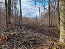 Kahlfläche im Hintergrund