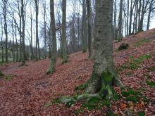 Hier soll &quot;geerntet&quot; werden - NSG Nonnenbach/Nottulner Berg