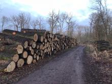 Polter mit Stämmen zur Verwertung, Beschriftungen mit HB (Habitatbaum) alle zur wegabgewandten Seite